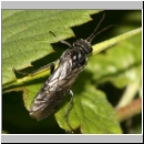 Dolerus sp - Blattwespe 08a 10mm.jpg